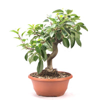 Zierapfel 'Malus spec.'