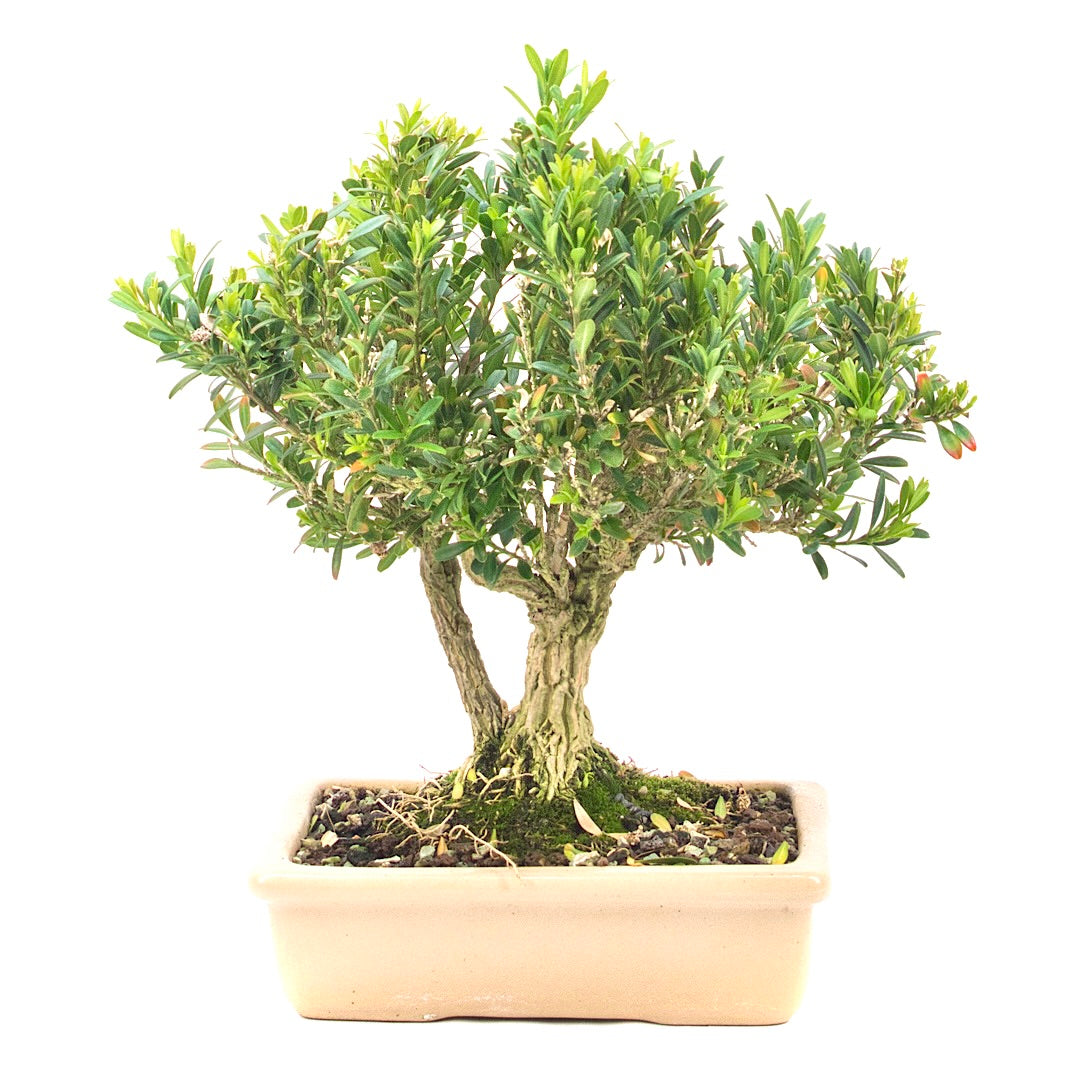 Chinesischer Buchsbaum 'Buxus harlandii'
