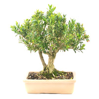 Chinesischer Buchsbaum 'Buxus harlandii'