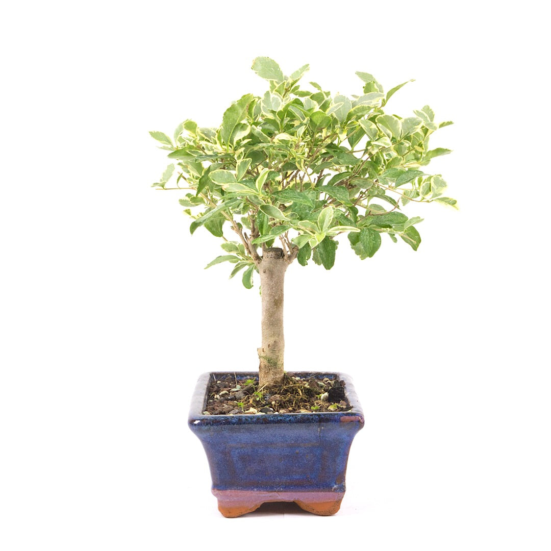 Ovalblättriger Liguster Buntblättrig ‚Ligustrum ovalifolium variegatum‘