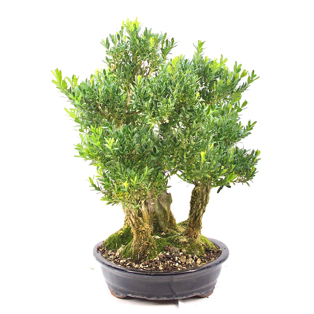Chinesischer Buchsbaum 'Buxus harlandii'
