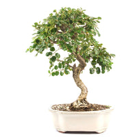 Fächer- Zwergmispel 'Cotoneaster horizontalis'