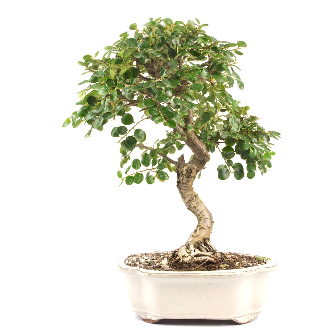 Fächer- Zwergmispel 'Cotoneaster horizontalis'