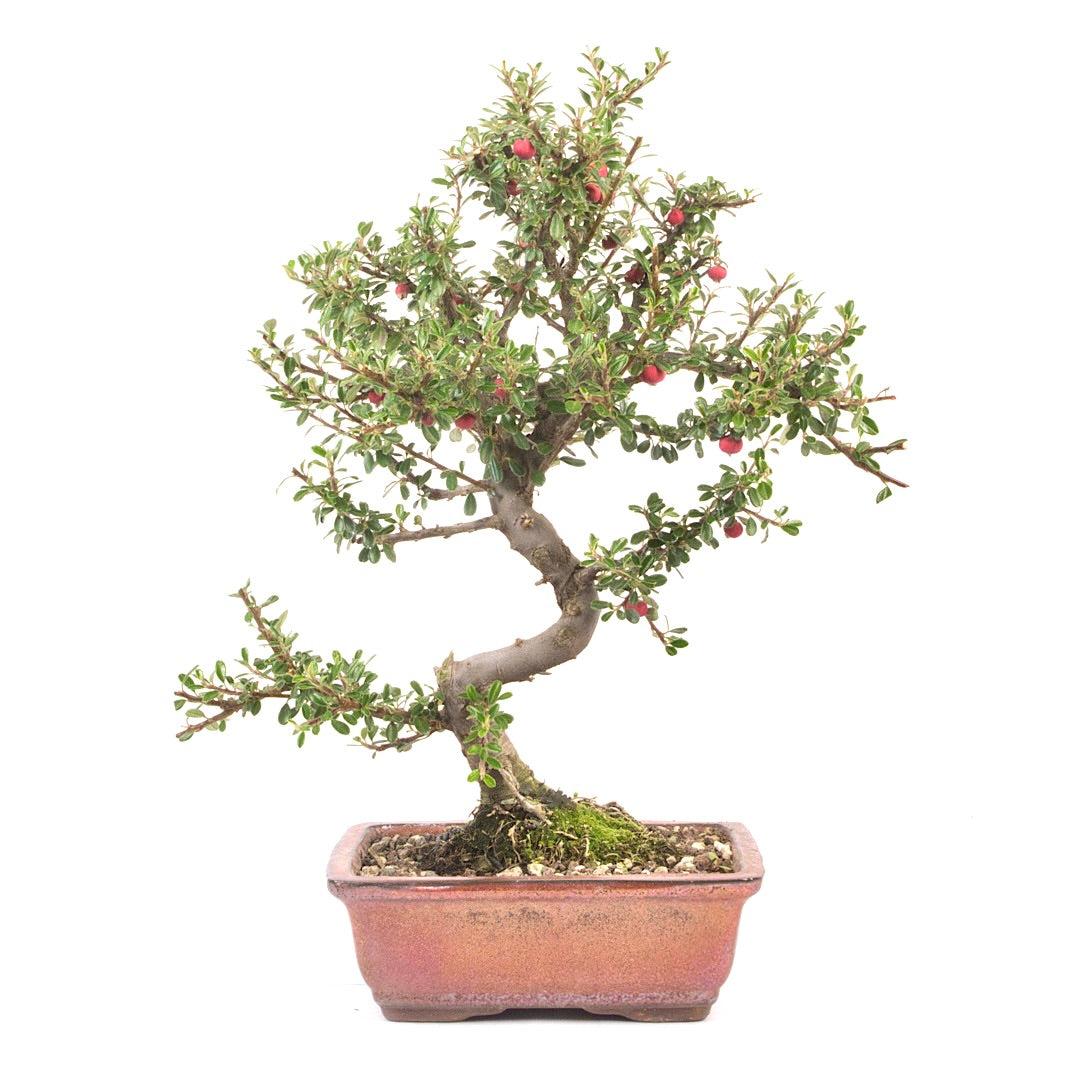 Fächer- Zwergmispel 'Cotoneaster horizontalis'