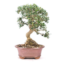 Wild-Olive 'Olea europaea sylvestris '