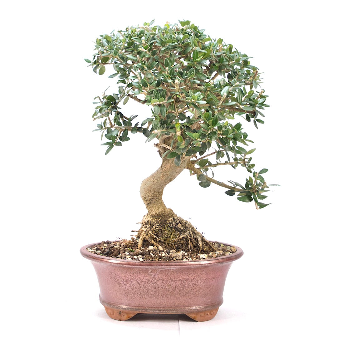 Wild-Olive 'Olea europaea sylvestris '