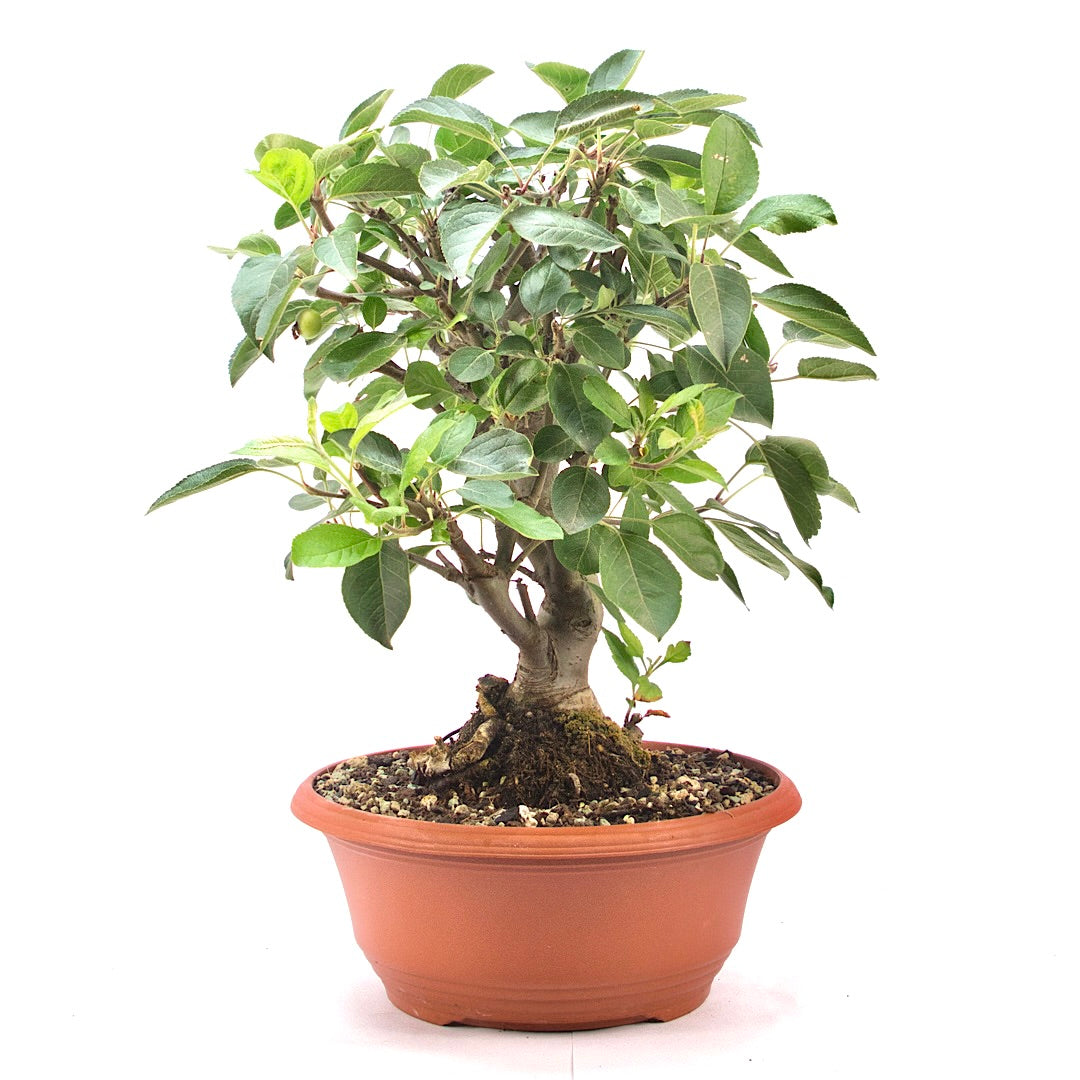 Zierapfel 'Malus spec.'