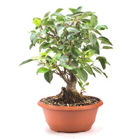 Zierapfel 'Malus spec.'