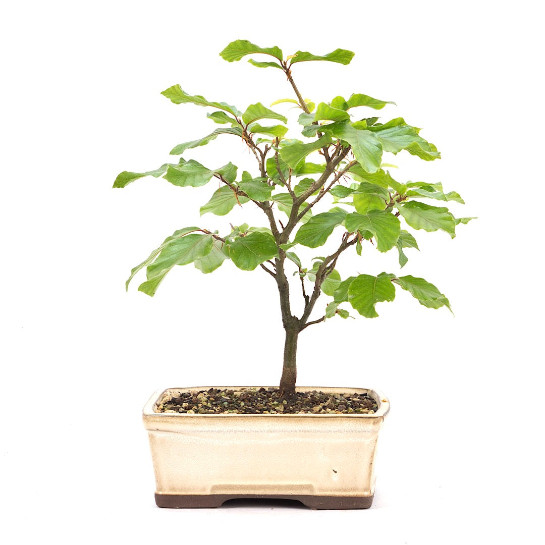 Rotbuche 'Fagus sylvatica'