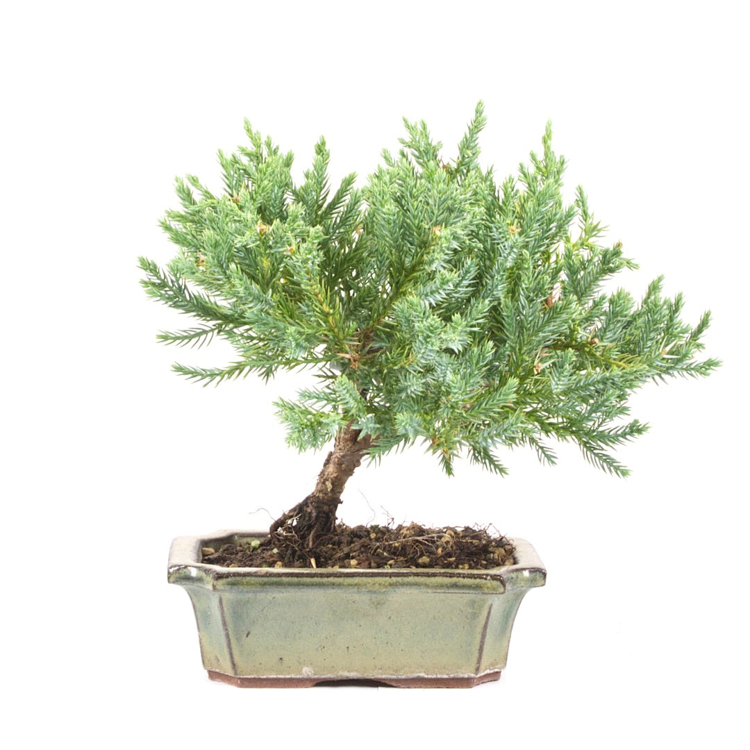 Kissen Wacholder 'Juniperus procumbens Nana'