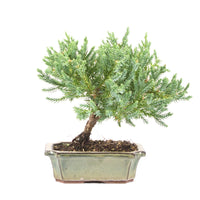 Kissen Wacholder 'Juniperus procumbens Nana'