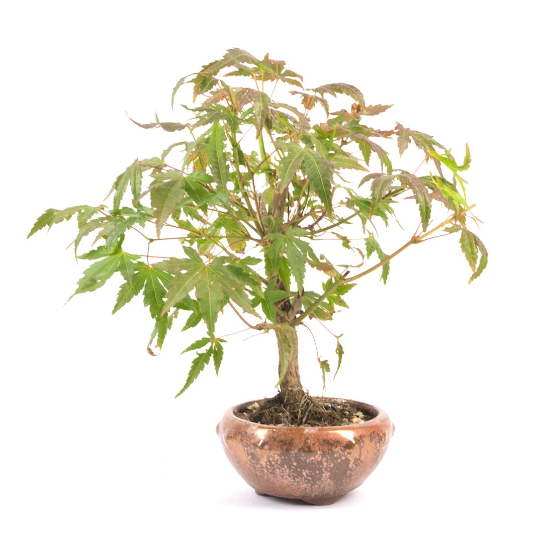 Fächer-Ahorn 'Acer palmatum'