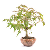 Fächer-Ahorn 'Acer palmatum'