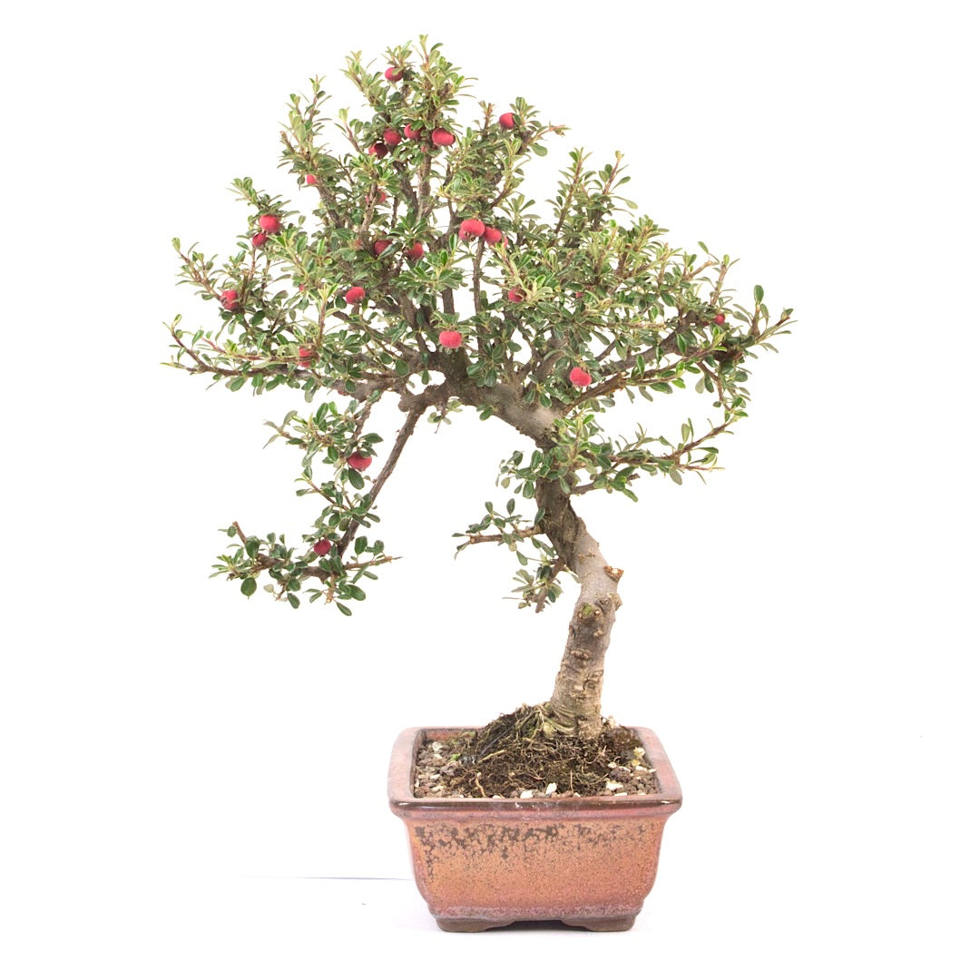 Fächer- Zwergmispel 'Cotoneaster horizontalis'