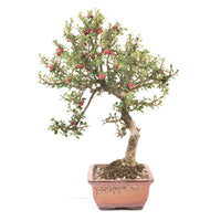 Fächer- Zwergmispel 'Cotoneaster horizontalis'