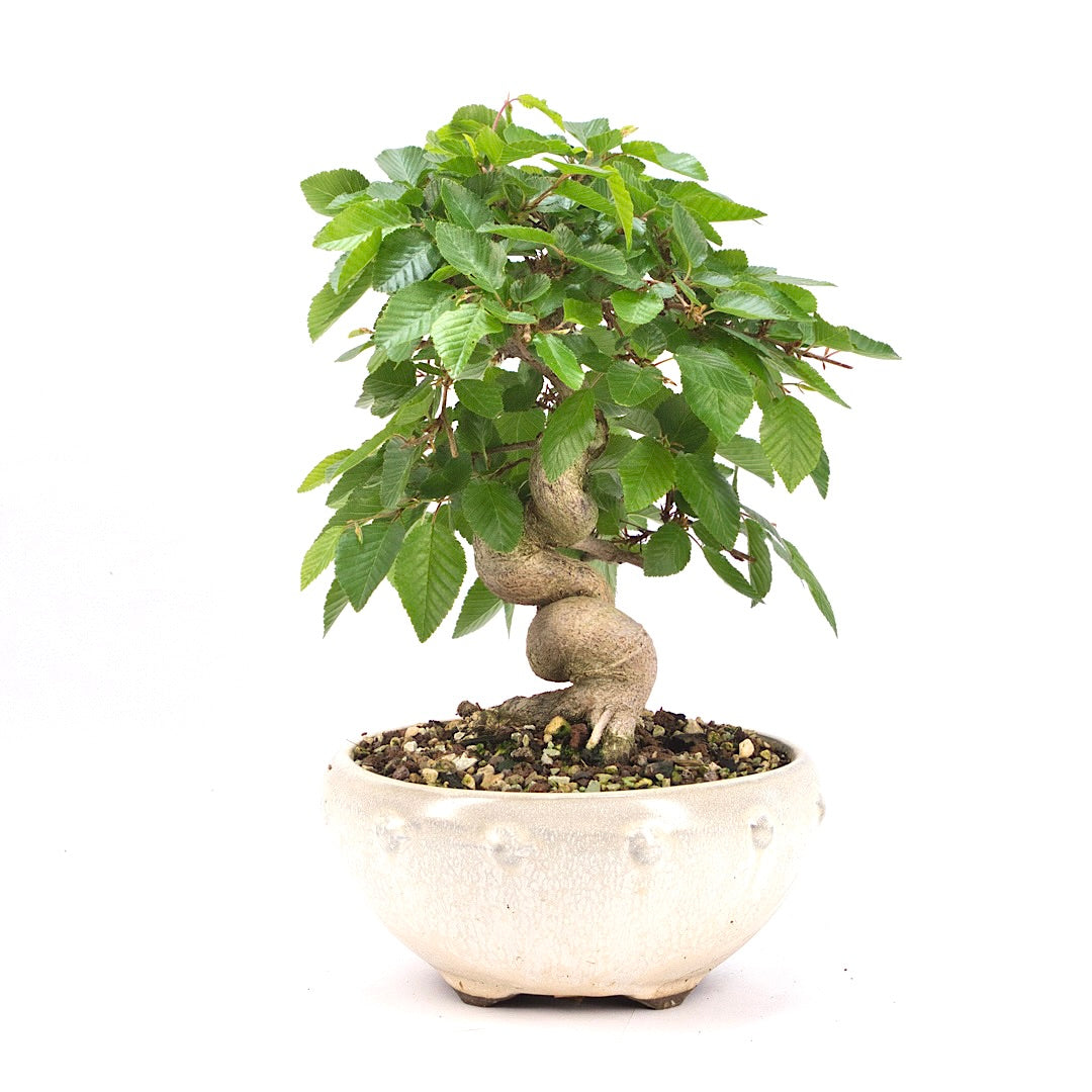 Koreanische Hainbuche ‚Carpinus turczaninowi‘
