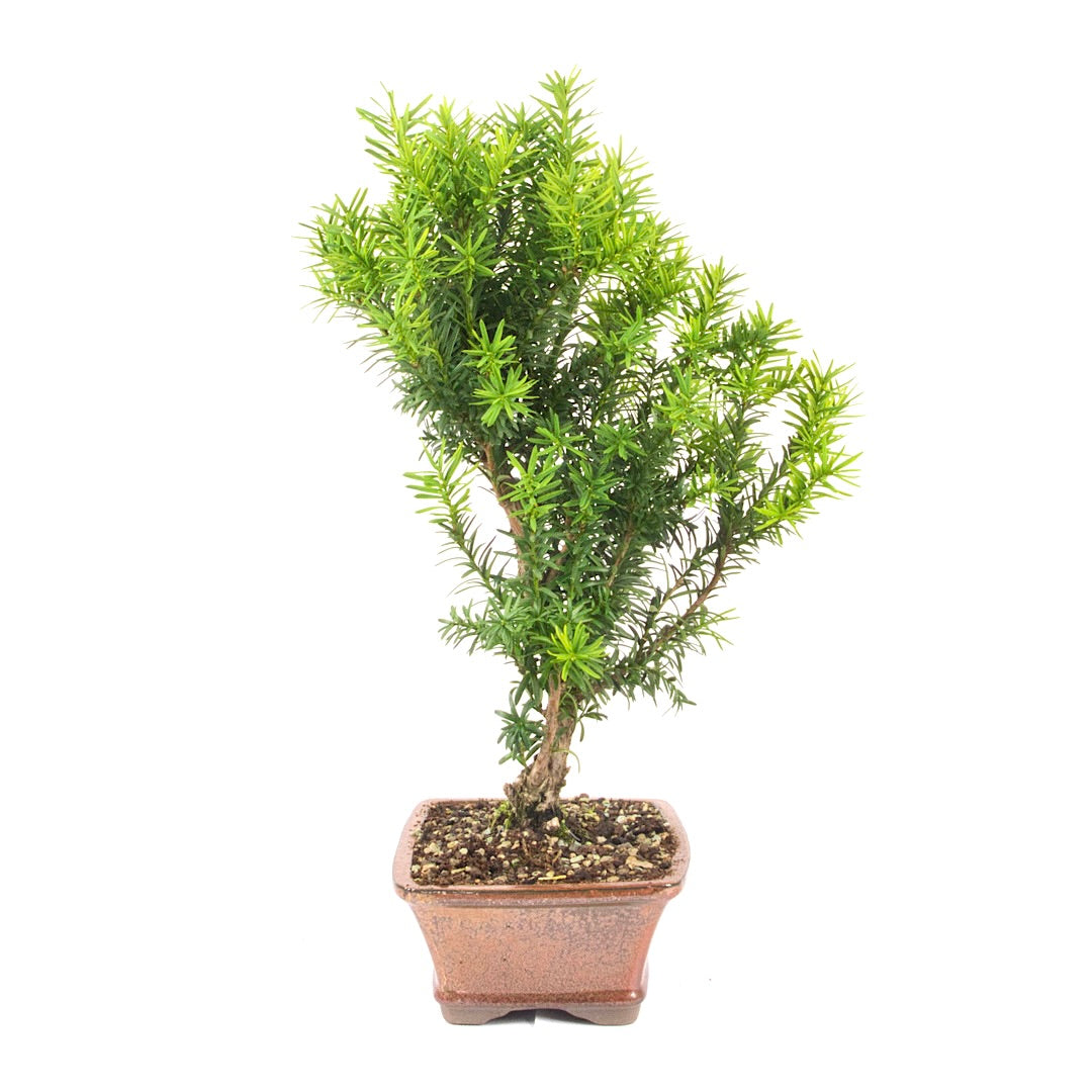 Eibe Hybrid 'Taxus media'
