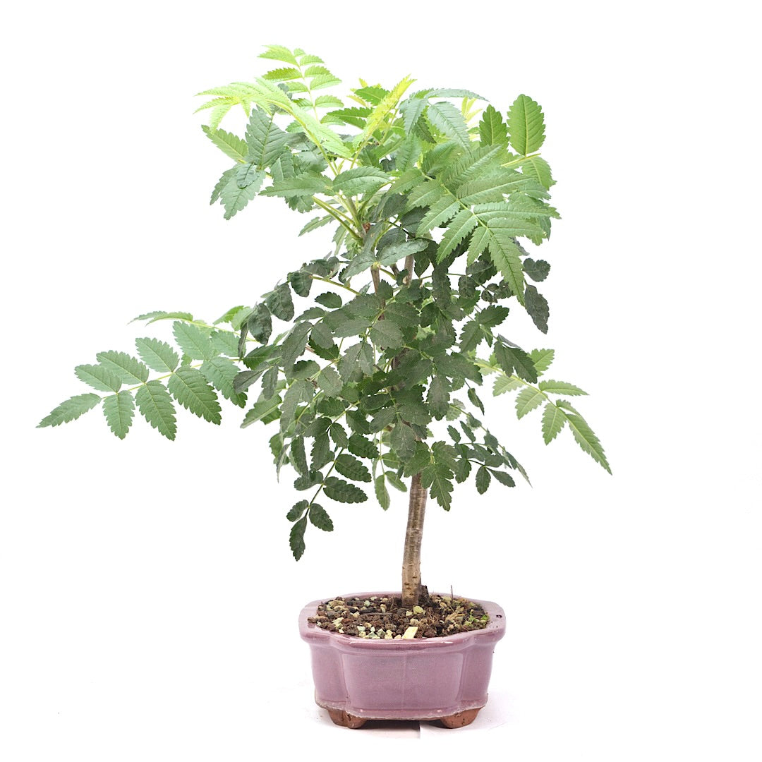 Eberesche 'Sorbus aucuparia'