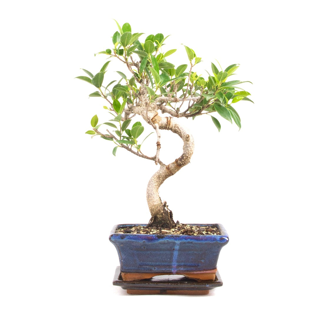 Chinesische Feige 'Ficus Retusa'