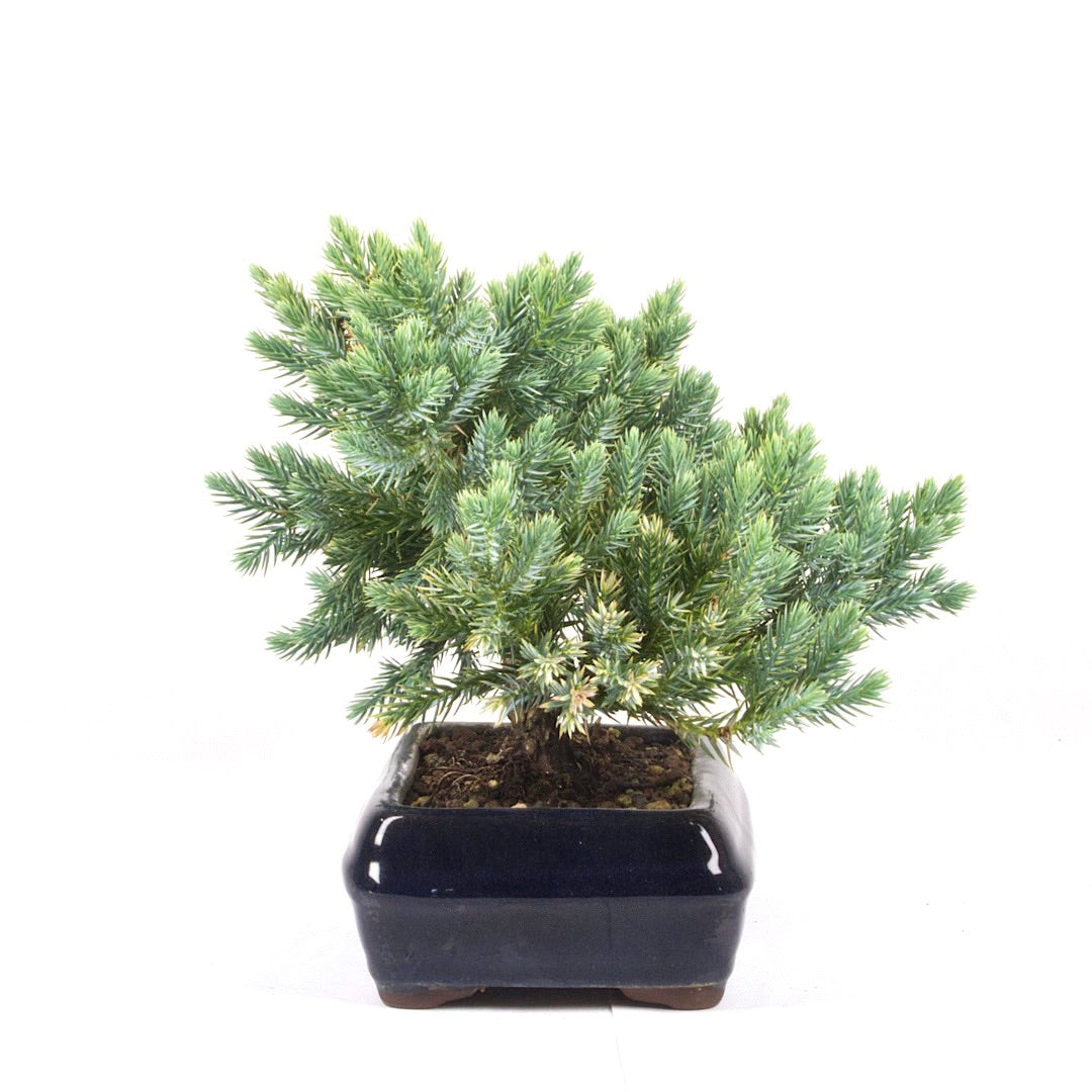 Kissen Wacholder 'Juniperus procumbens Nana'