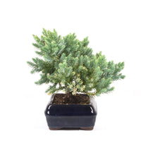 Kissen Wacholder 'Juniperus procumbens Nana'