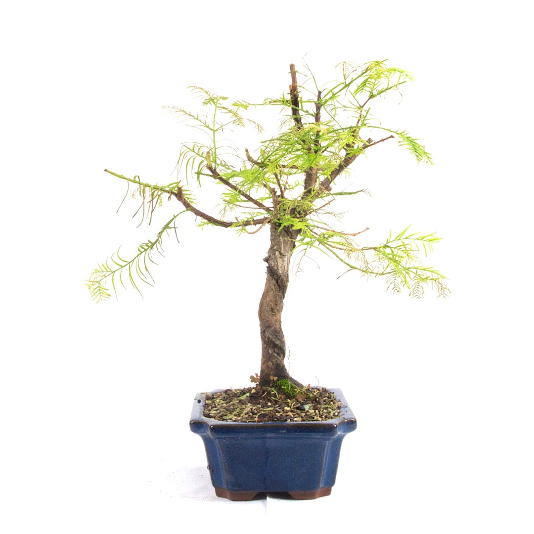 Urwelt Mammutbaum 'Metasequoia glyptostroboides'