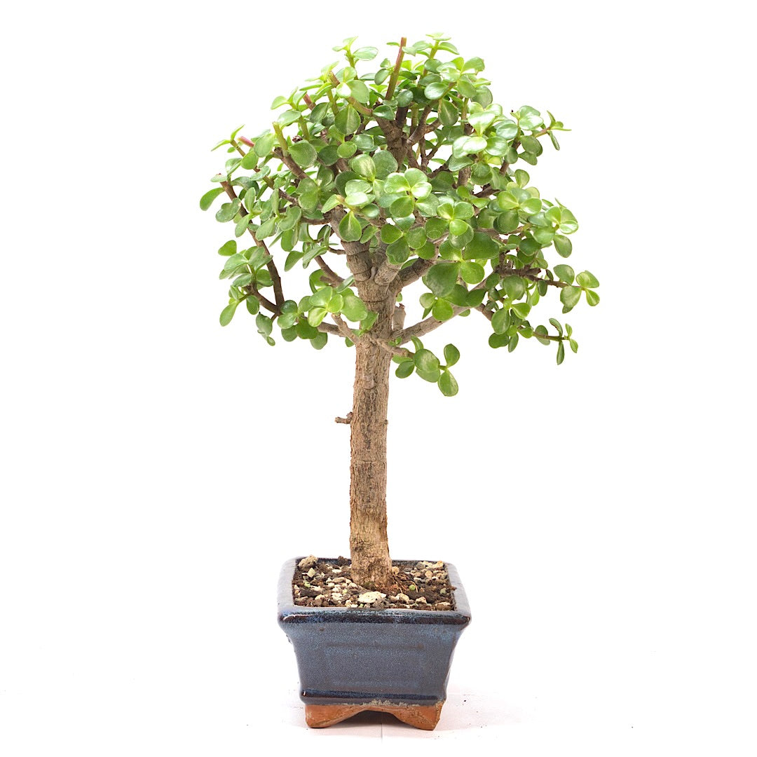 Speckbaum 'Portulacaria afra'