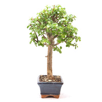Speckbaum 'Portulacaria afra'