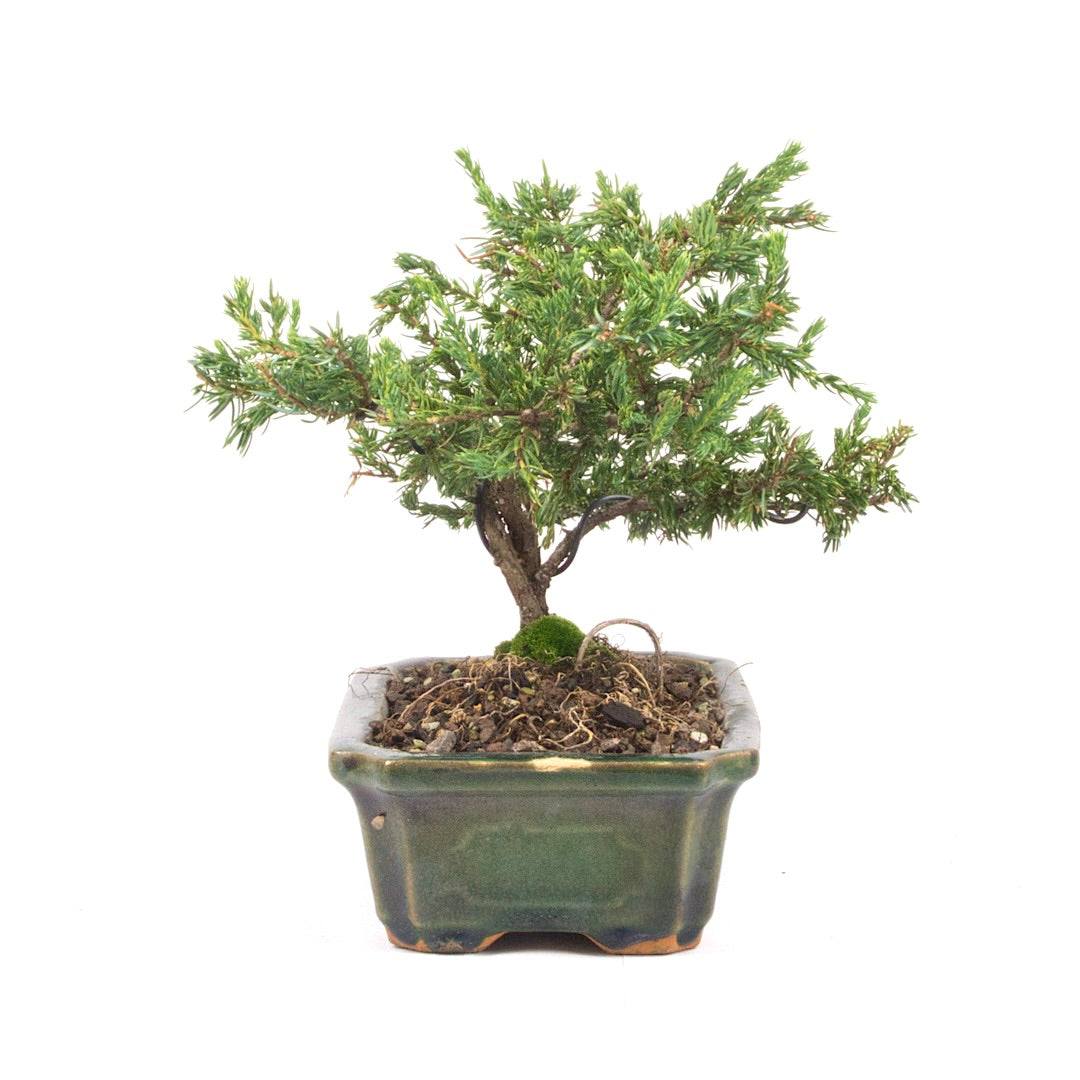 Kissen Wacholder 'Juniperus procumbens Nana'