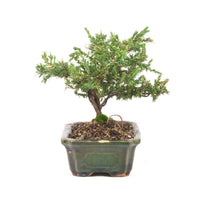 Kissen Wacholder 'Juniperus procumbens Nana'