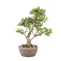 Japanische Ulme 'Ulmus japonica'