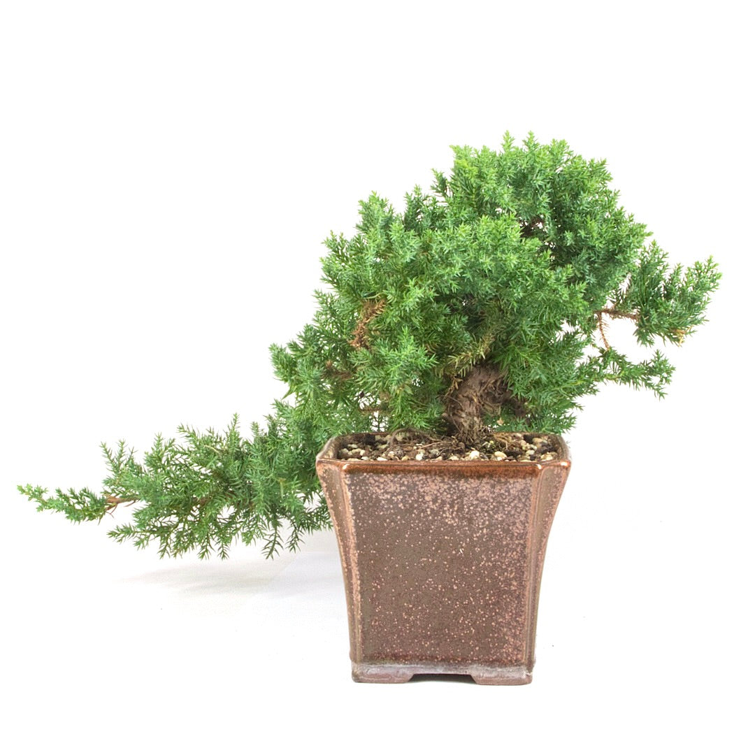 Kissen Wacholder 'Juniperus procumbens Nana'