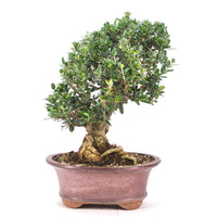 Wild-Olive 'Olea europaea sylvestris '