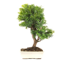 Eibe Hybrid 'Taxus media'
