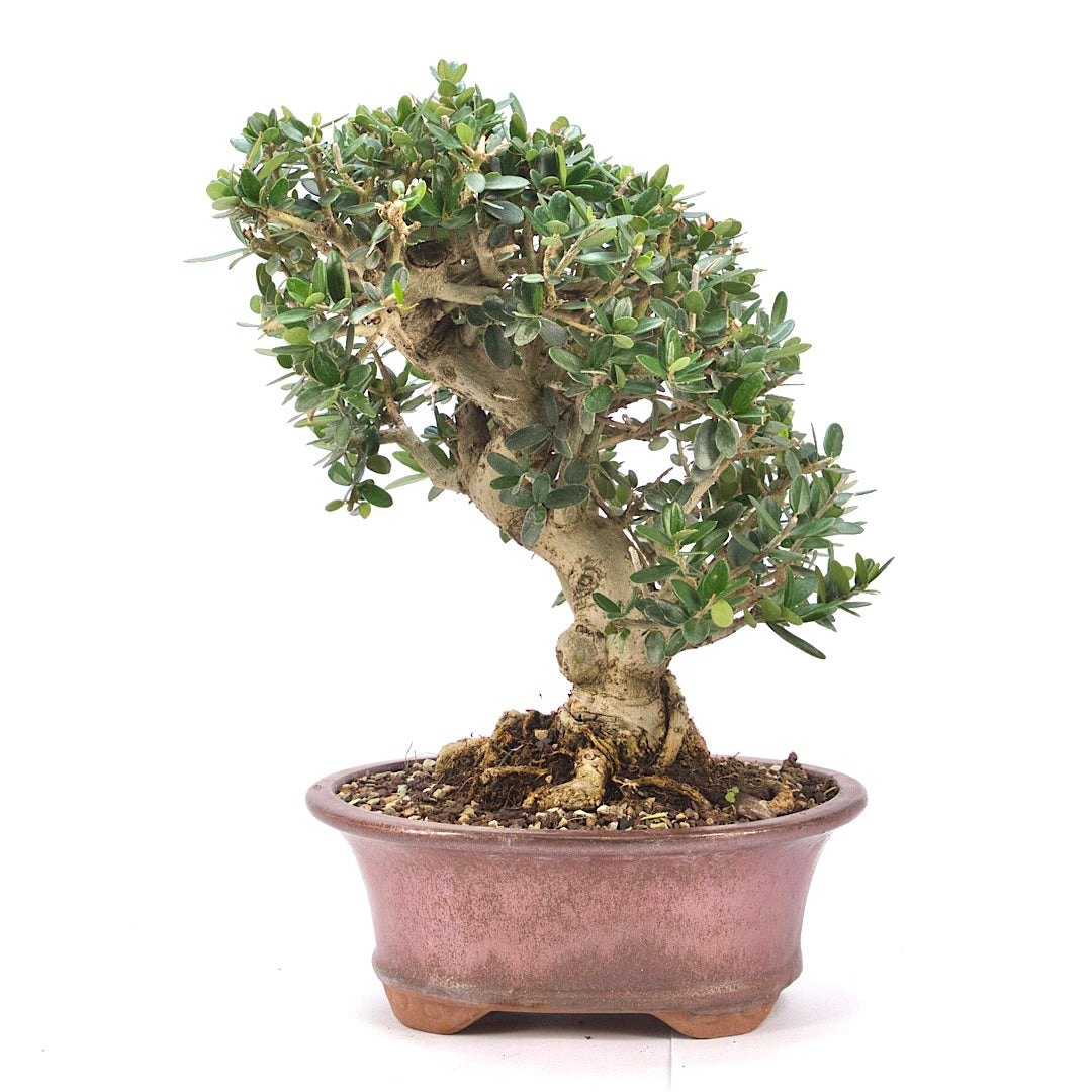 Wild-Olive 'Olea europaea sylvestris '