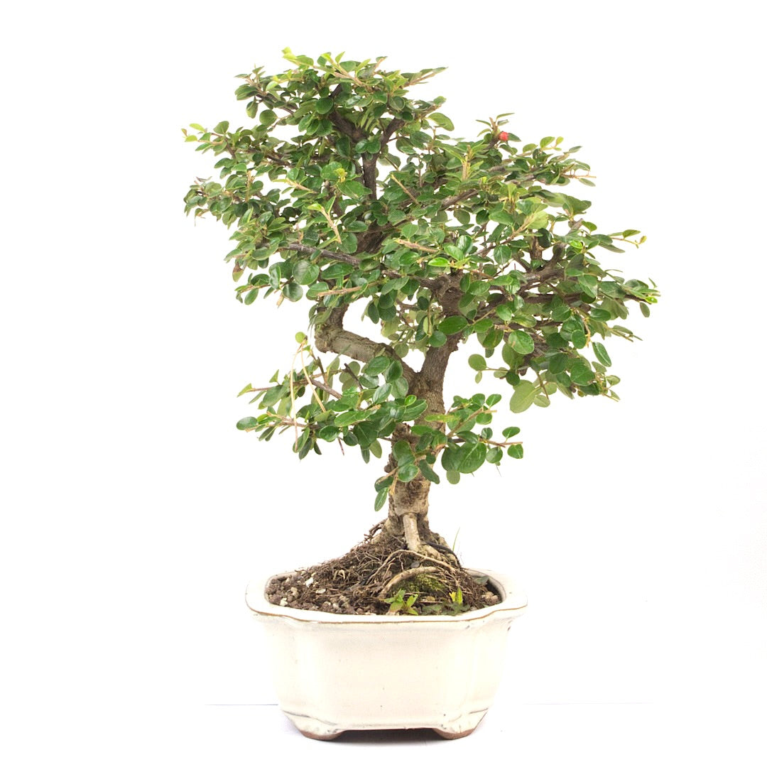 Fächer- Zwergmispel 'Cotoneaster horizontalis'