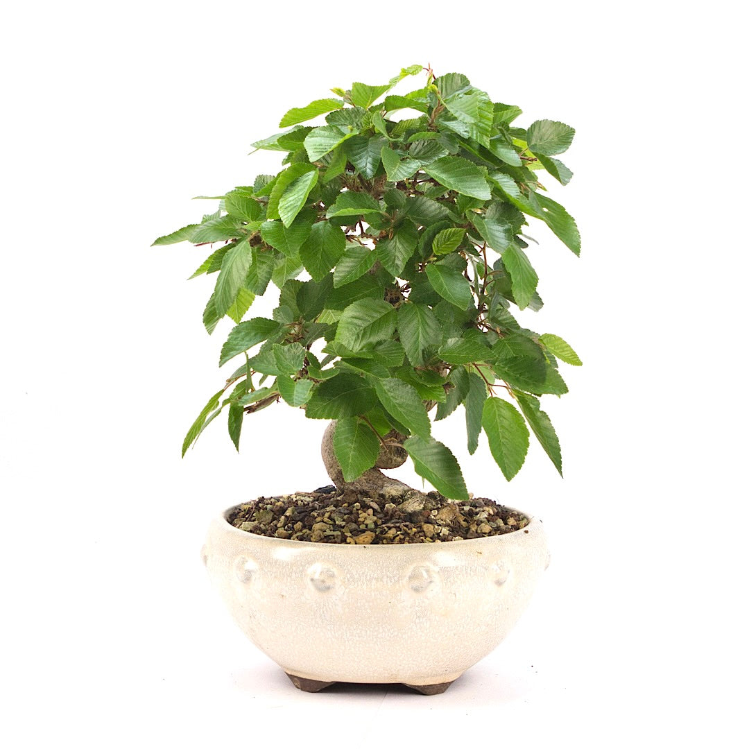 Koreanische Hainbuche ‚Carpinus turczaninowi‘