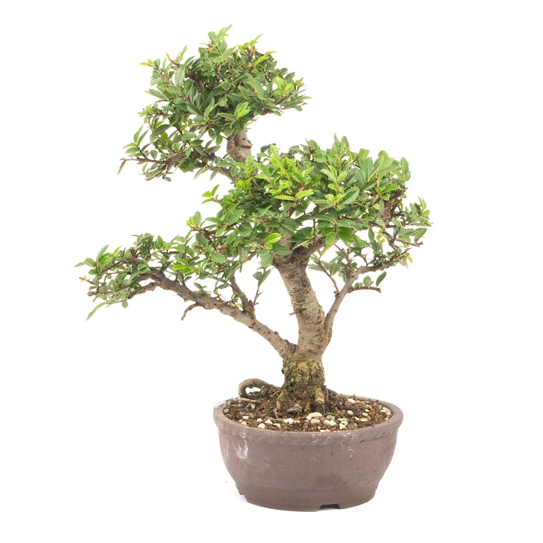 Japanische Ulme 'Ulmus japonica'
