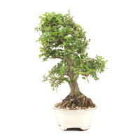 Japanische Ulme 'Ulmus japonica'