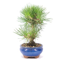 Japanische Schwarzkiefer 'Pinus thunbergii'