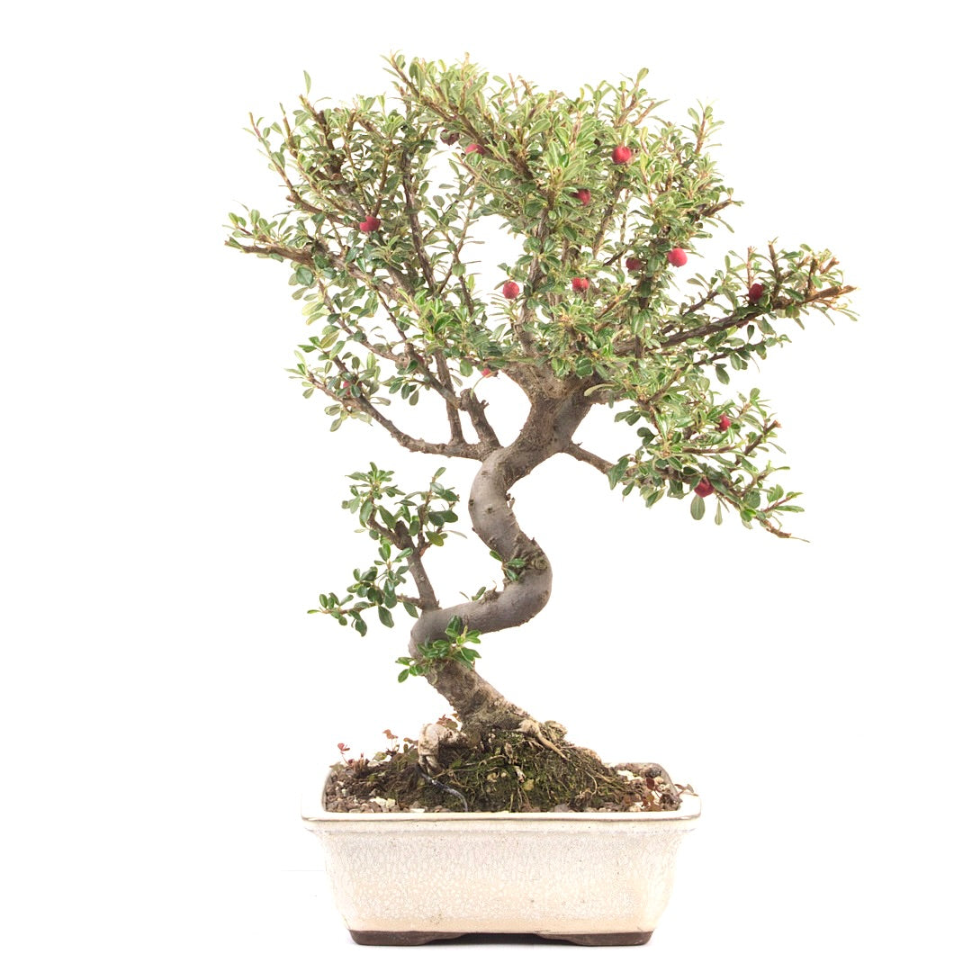 Fächer- Zwergmispel 'Cotoneaster horizontalis'