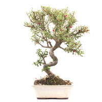 Fächer- Zwergmispel 'Cotoneaster horizontalis'
