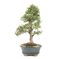 Japanische Ulme 'Ulmus japonica'