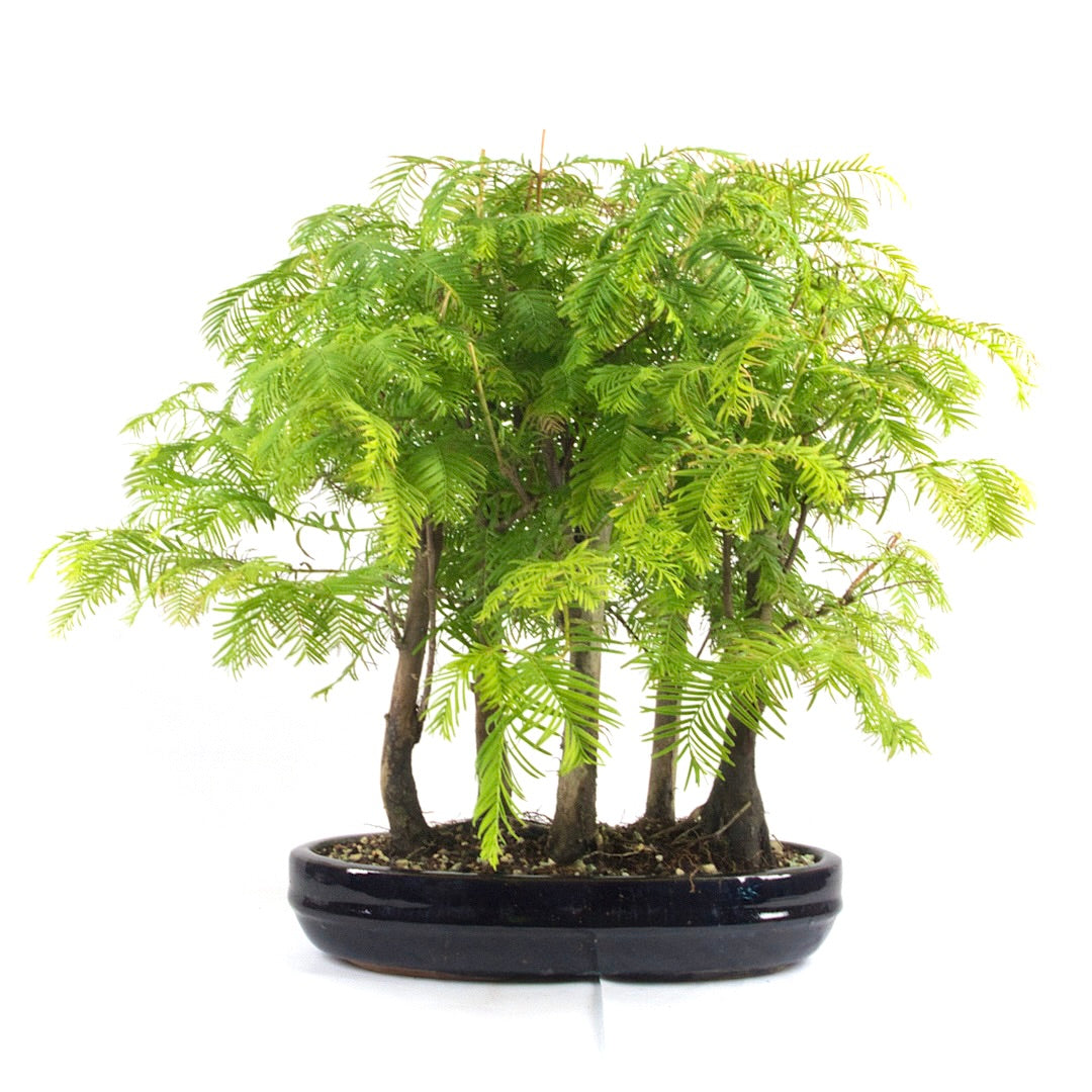 Urwelt Mammutbaum Wald 'Metasequoia glyptostroboides'