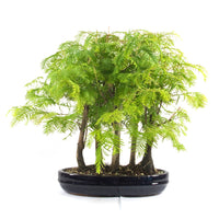 Urwelt Mammutbaum Wald 'Metasequoia glyptostroboides'