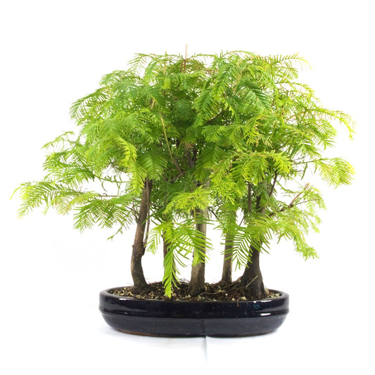 Urwelt Mammutbaum Wald 'Metasequoia glyptostroboides'