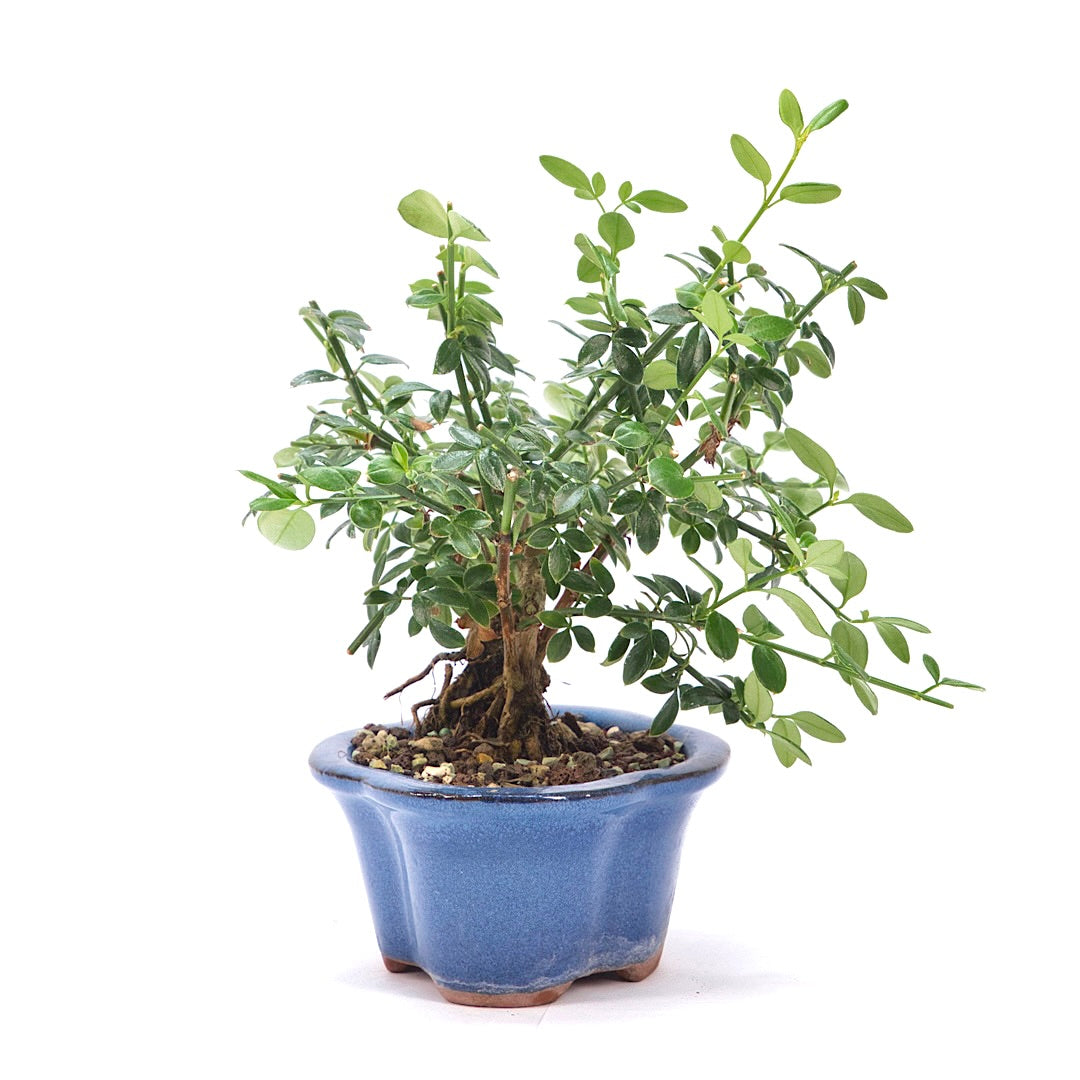 Winterjasmin 'Jasminum nudiforum'