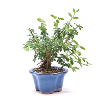 Winterjasmin 'Jasminum nudiforum'
