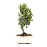 Eibe Hybrid 'Taxus media'