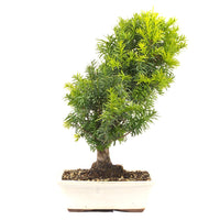 Eibe Hybrid 'Taxus media'
